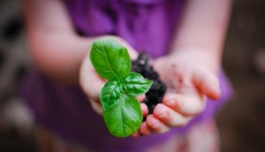 planting basil-5